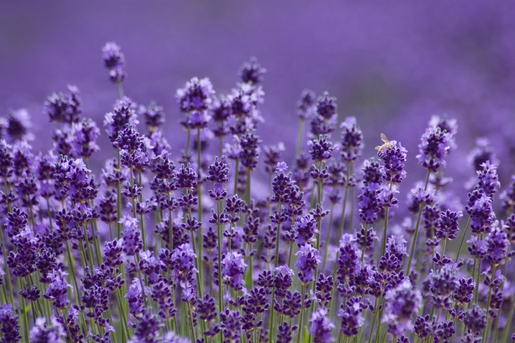 Century Cremation Home page Background Image